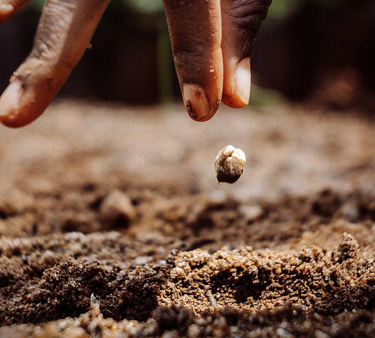 Introducing Kikaboni: Kenya’s First Locally-Roasted Certified Organic Coffee